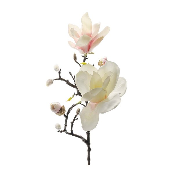 Mr Plant Magnolia 60 cm rosa