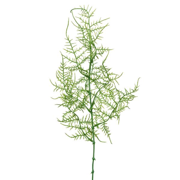 Mr Plant Plumosus 50 cm grønn