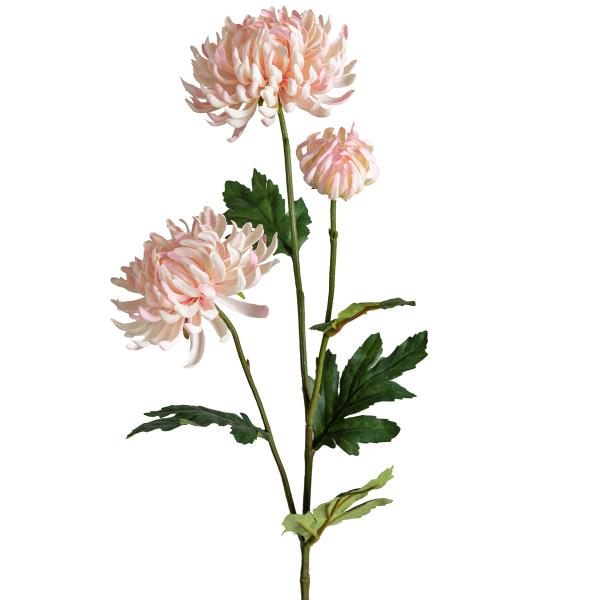Mr Plant Chrysanthemum 60 cm rosa