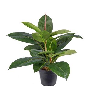 Mr Plant Fikus Robusta kunstig plante 35 cm