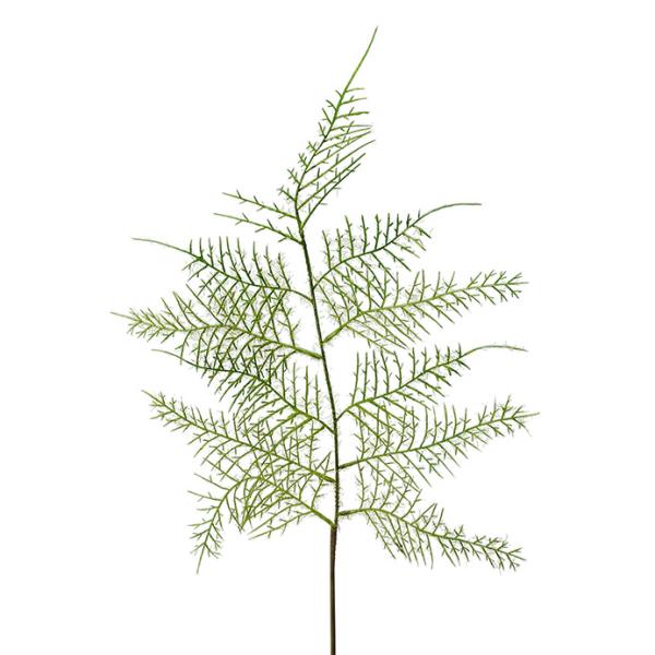 Mr Plant  Plumosus blad 60 cm