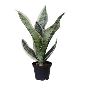 Mr Plant Sansiveria kunstig plante 35 cm