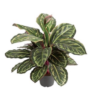Mr Plant Maranta kunstig plante 60 cm