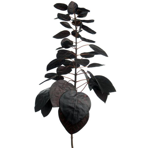 Mr Plant Silkeblomst cotinus 50 cm 