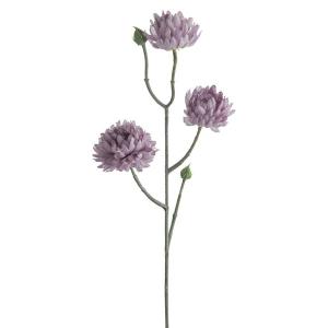 Mr Plant Silkeblomst eternell 50 cm