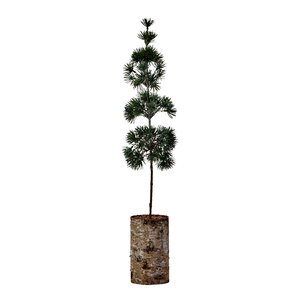 House Doctor Pine juletre 14 cm grønn